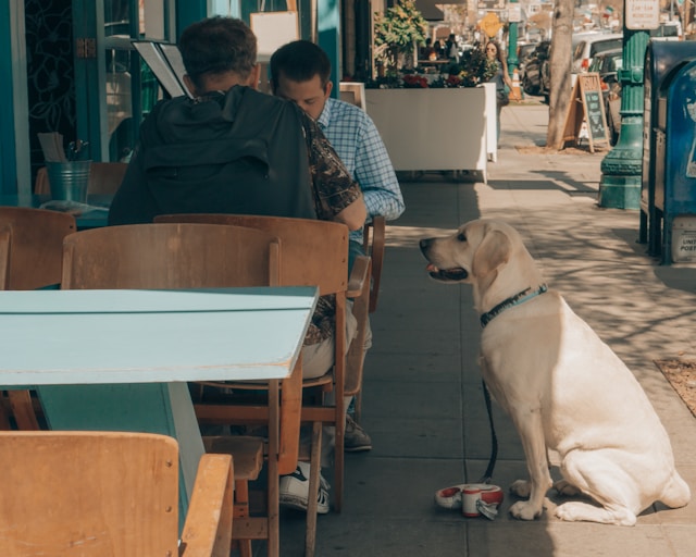 Dog Friendly Restaurants In Dallas