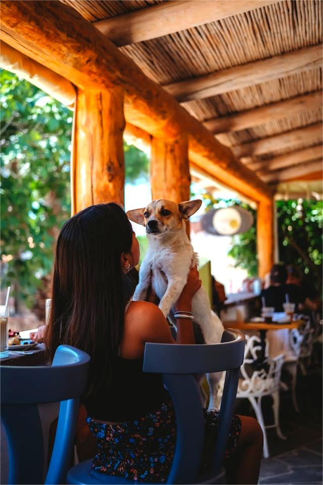 Dog Friendly Restaurant