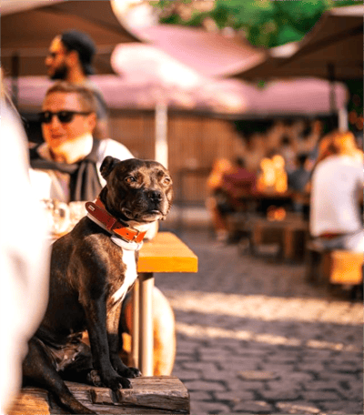 Dog Friendly Restaurants Colorado Springs