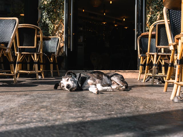 Dog Friendly Restaurants In Charlotte