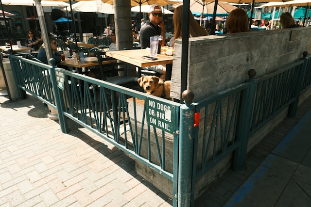 Dog Friendly Restaurants In Boston