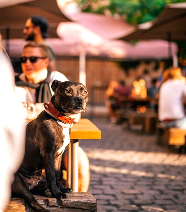 Dog friendly restaurants New Orleans