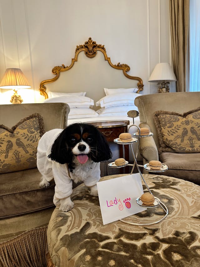Dog Friendly Hotels In Austin Dog Friendly Hotels In Austin
