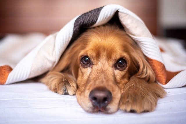 Dog Friendly Hotels In Boston Dog Friendly Hotels In Boston