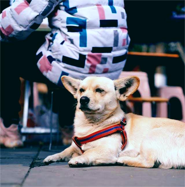 Dog Friendly Restaurants In Las Vegas