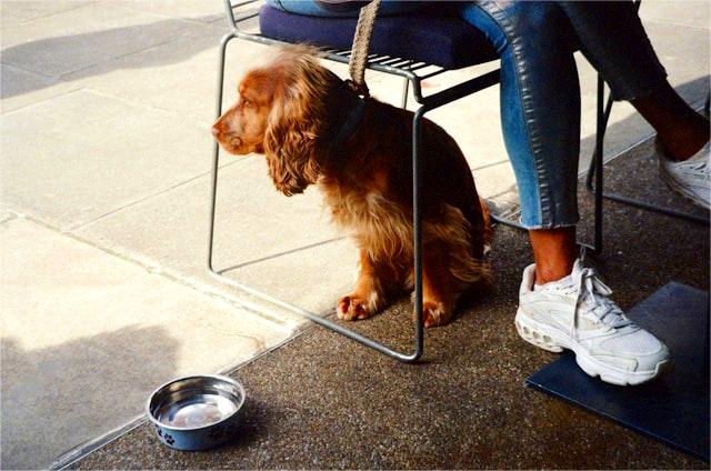 Dog Friendly Restaurants In Phoenix&nbsp;